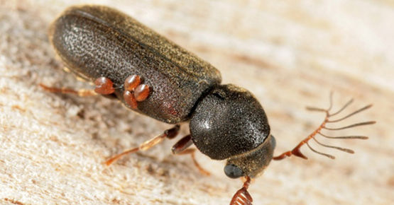 Жук точильщик